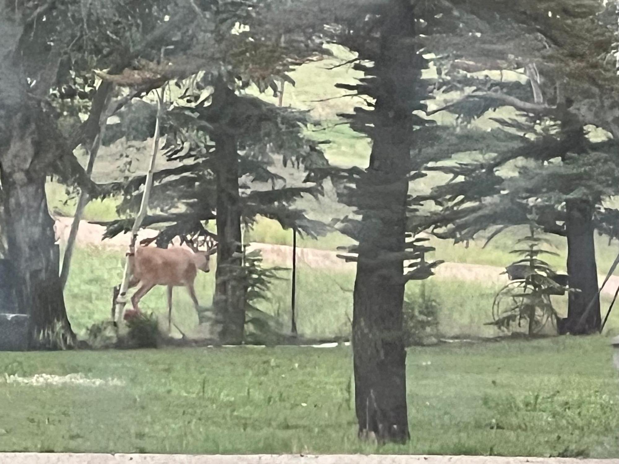 Rolling Hills Country Resort Bed And Breakfast スリーヒルズ エクステリア 写真